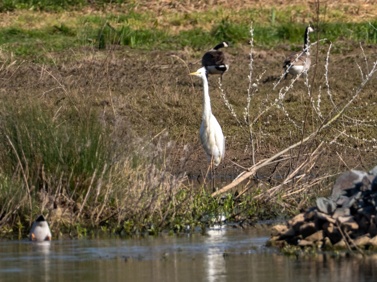 Great Egret - ML633532998