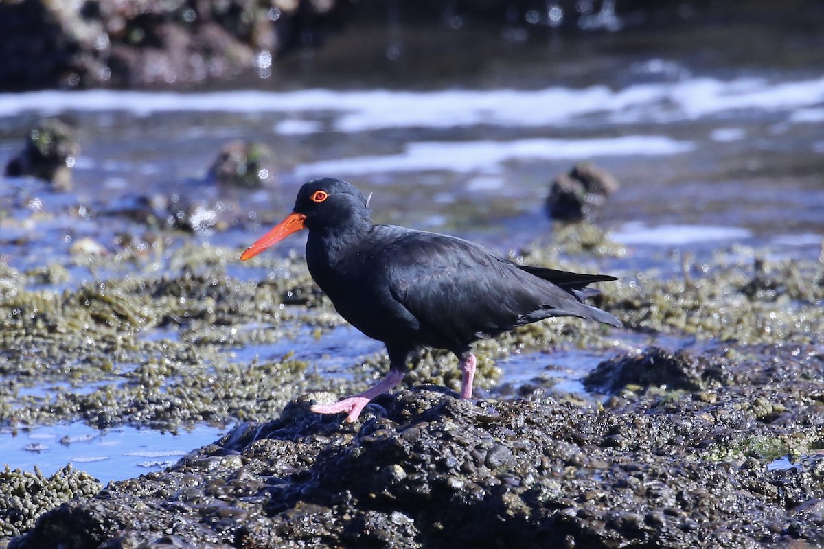 Sooty Oystercatcher - ML633533056