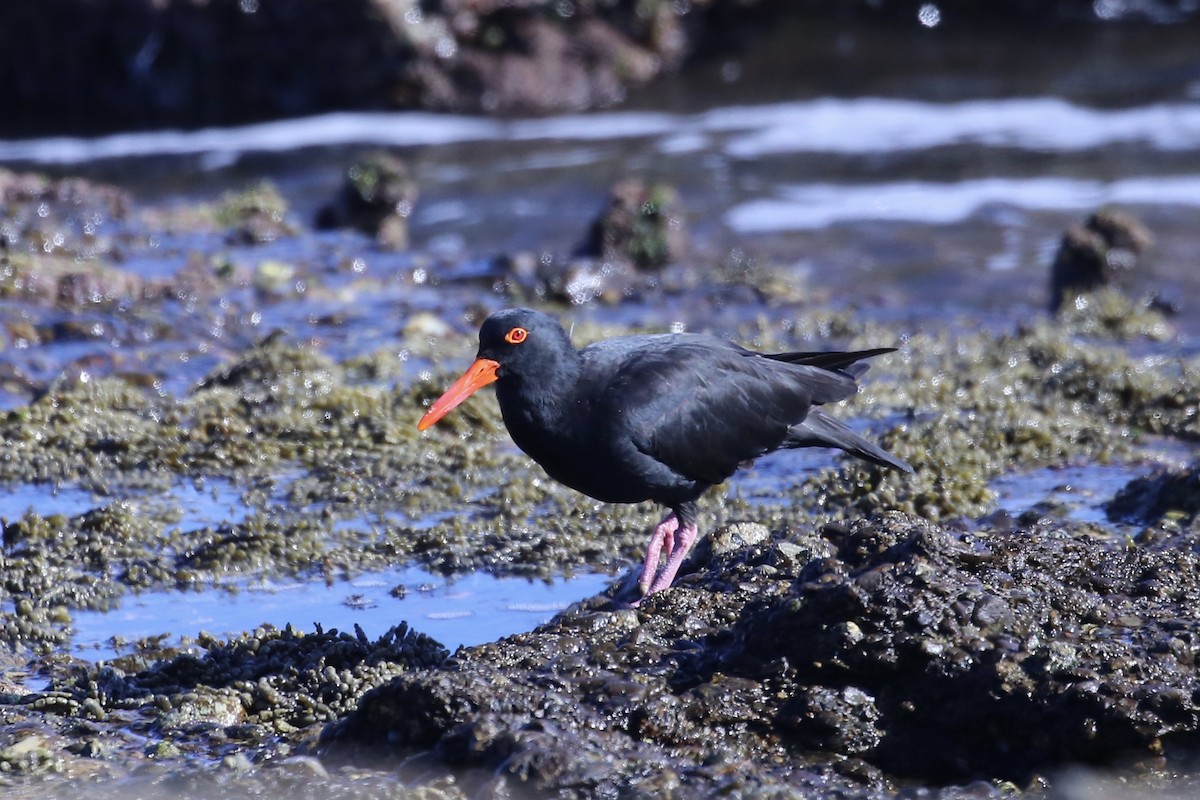 Sooty Oystercatcher - ML633533057