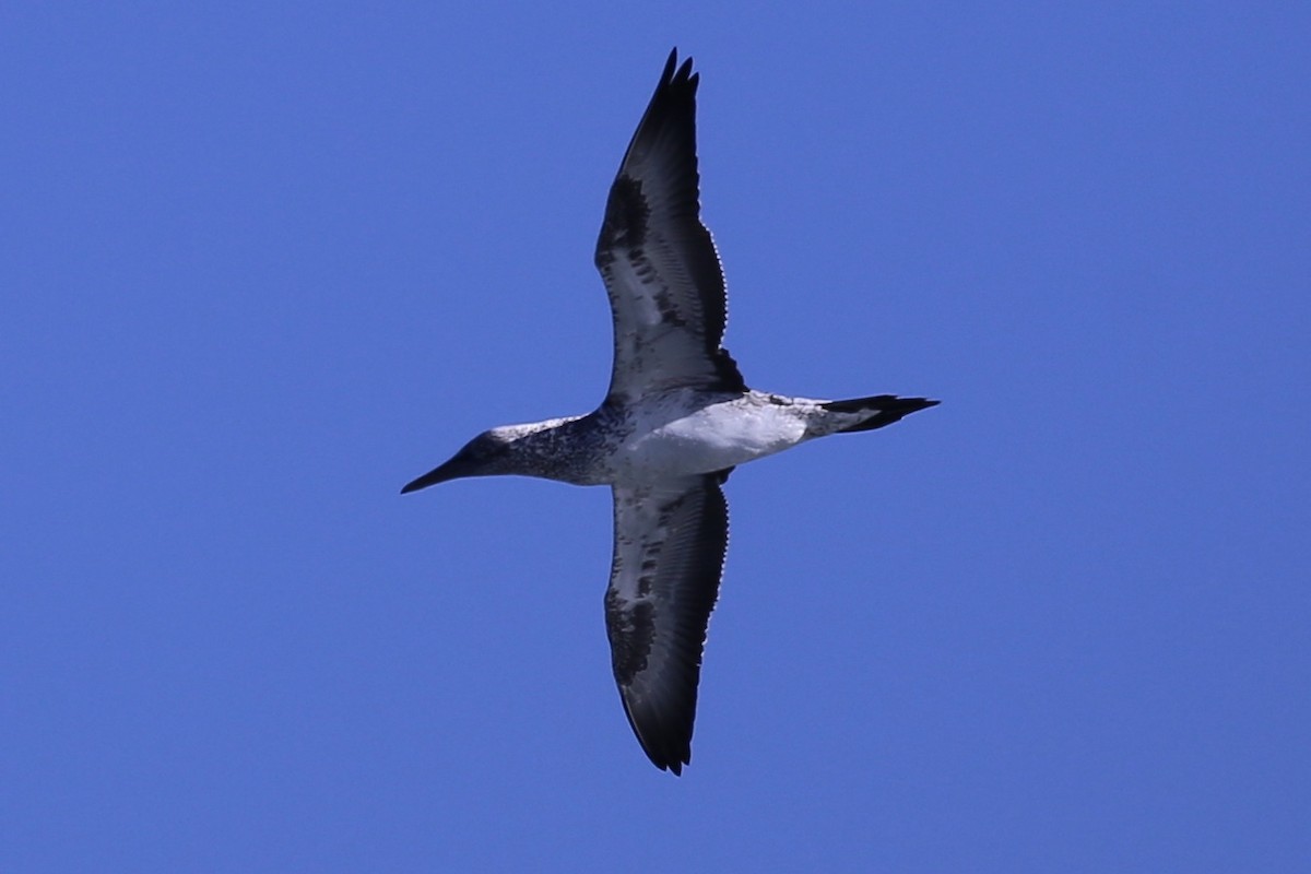 Australasian Gannet - ML633533061