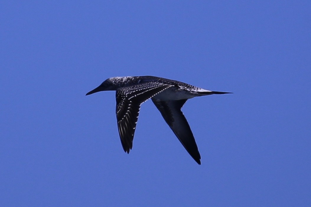 Australasian Gannet - ML633533062