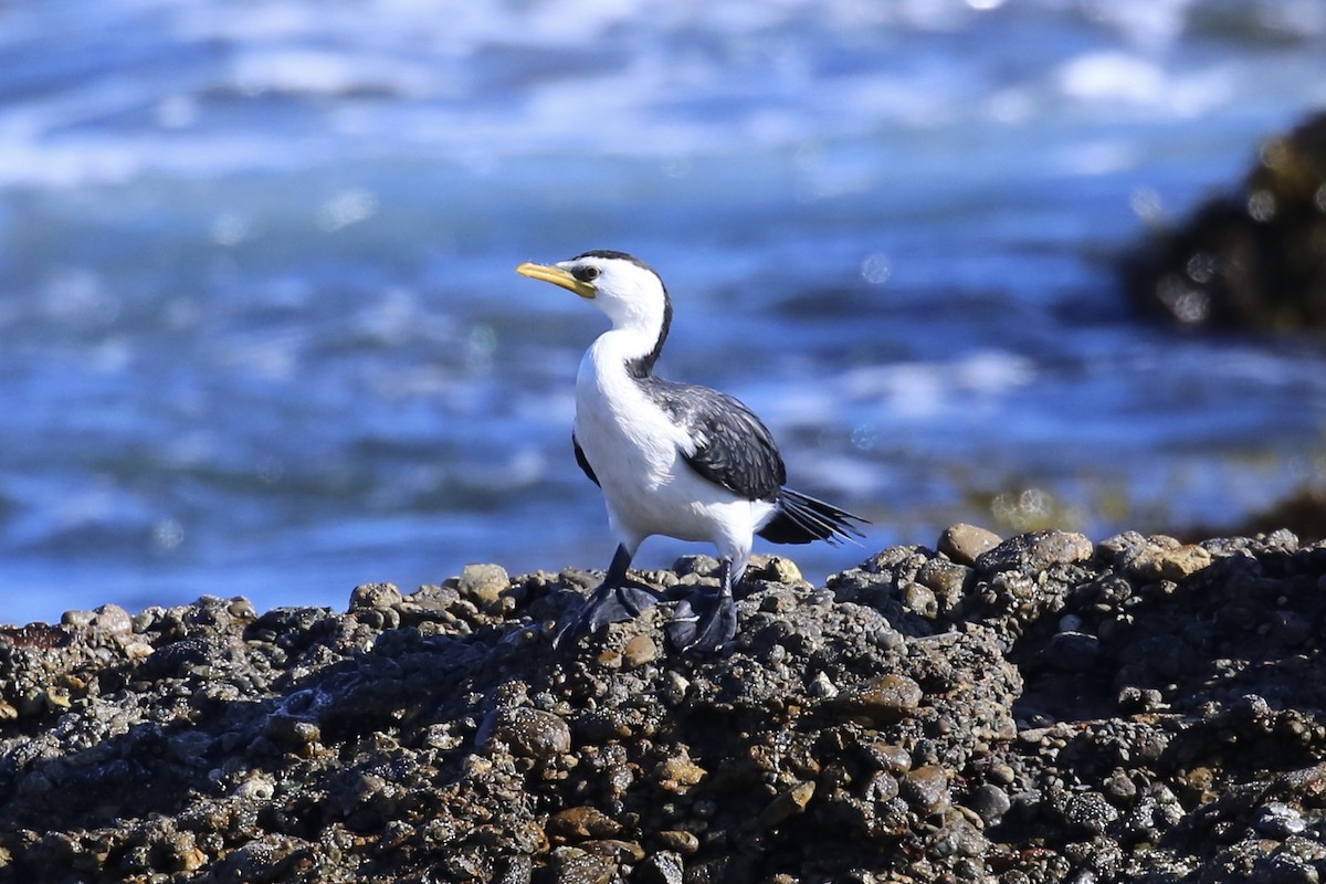 Little Pied Cormorant - ML633533065