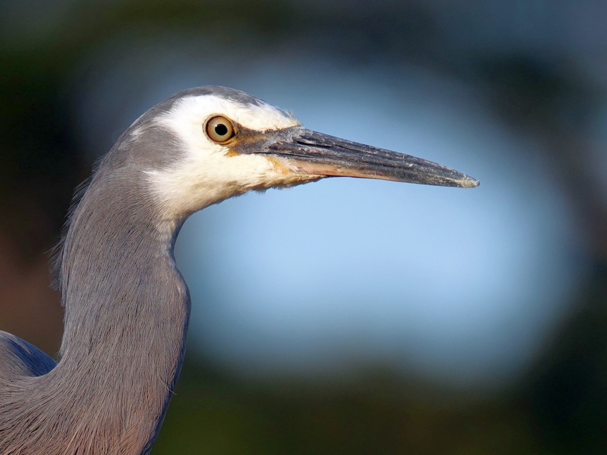 White-faced Heron - ML633533066