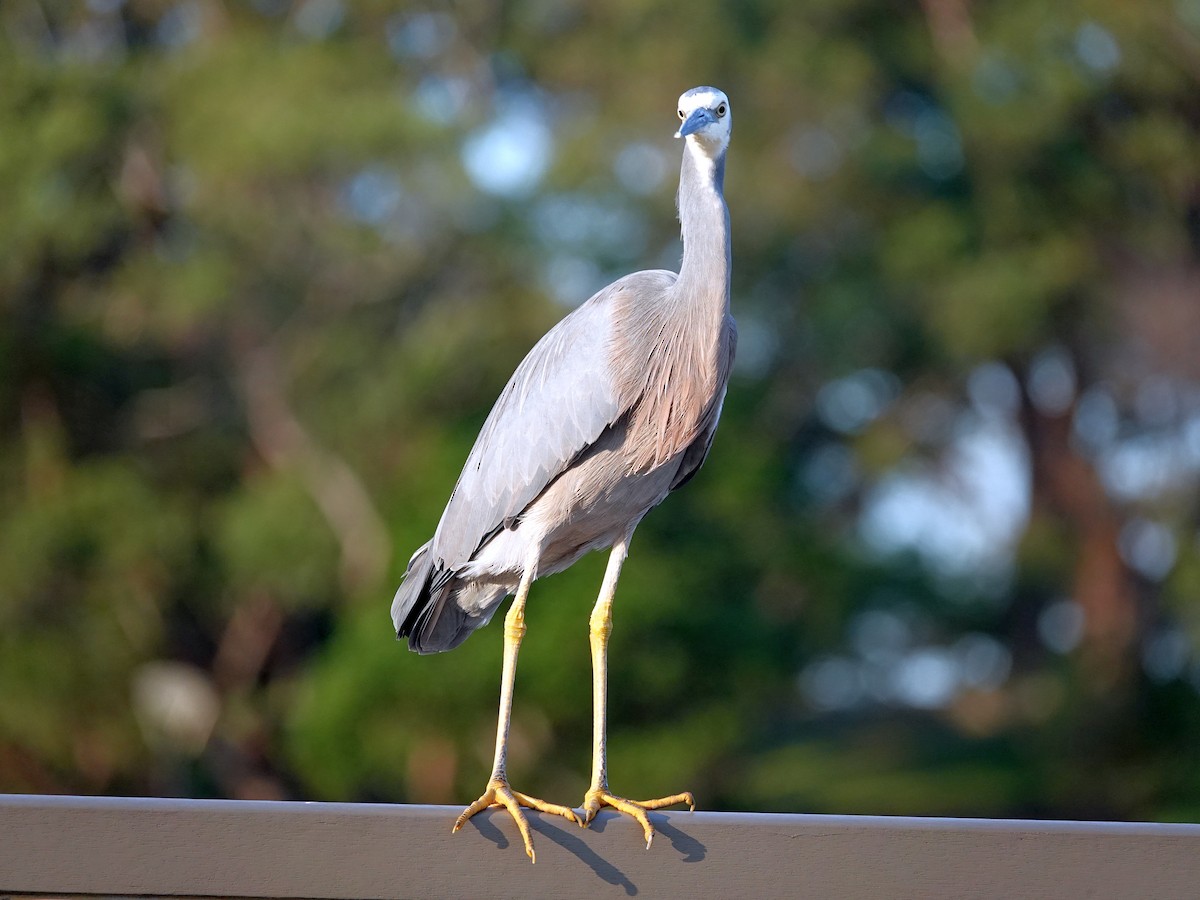 White-faced Heron - ML633533071