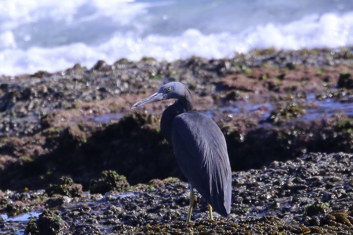 Pacific Reef-Heron - ML633533073