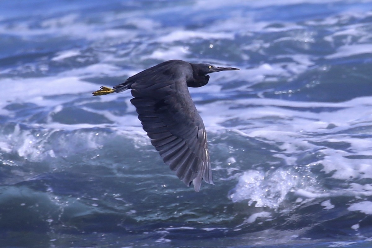 Pacific Reef-Heron - ML633533074
