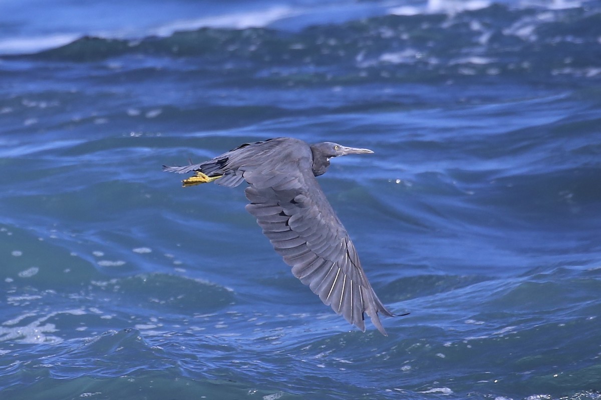 Pacific Reef-Heron - ML633533075