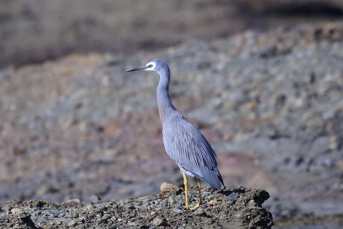 White-faced Heron - ML633533089