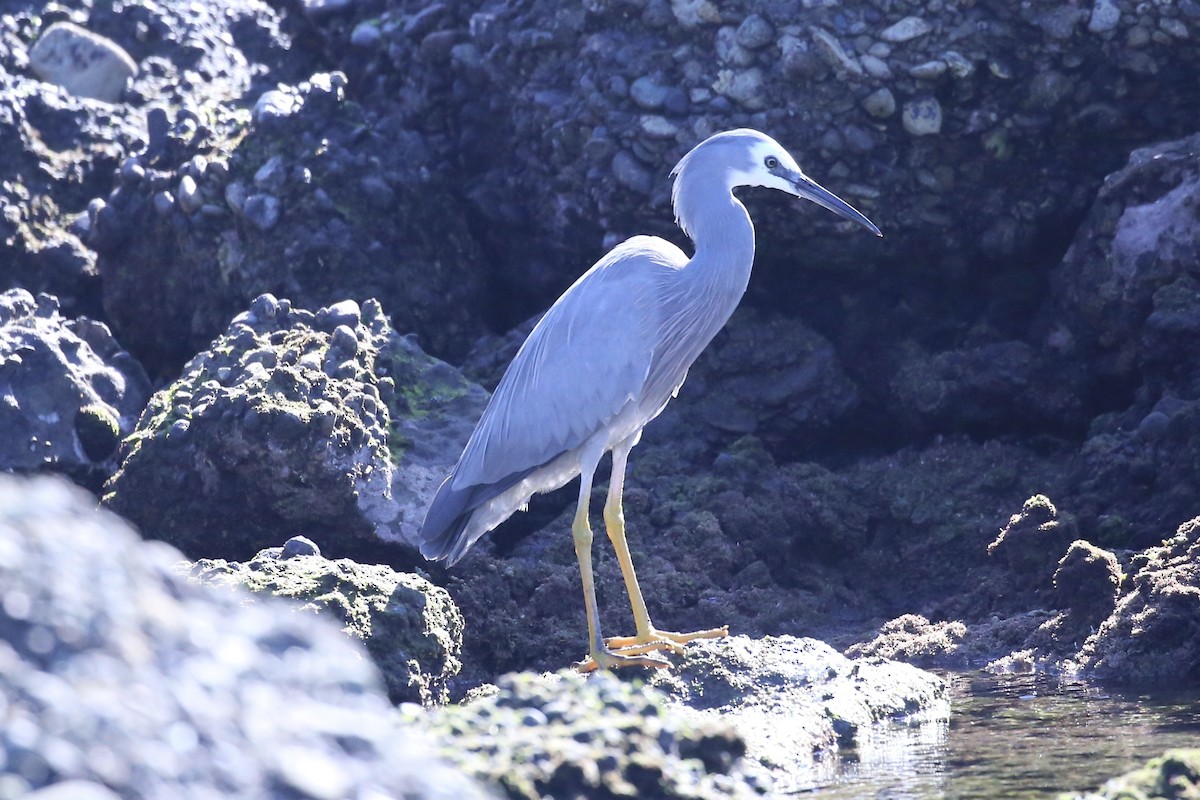White-faced Heron - ML633533090