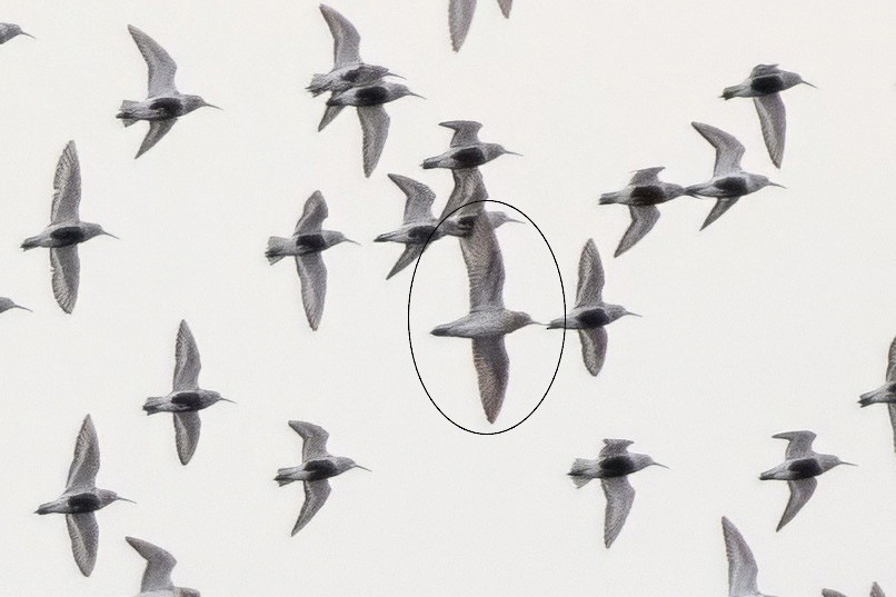 Sharp-tailed Sandpiper - ML633533094