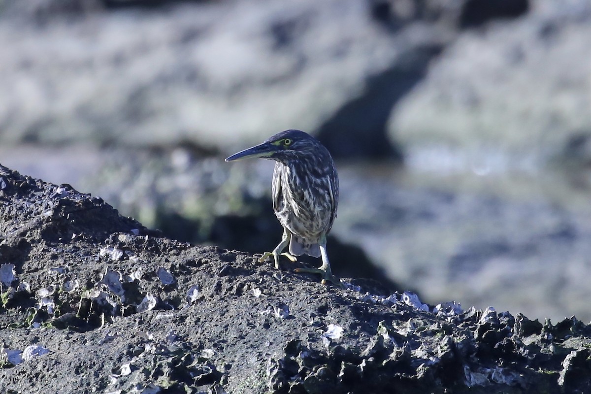 Striated Heron (Old World) - ML633533097