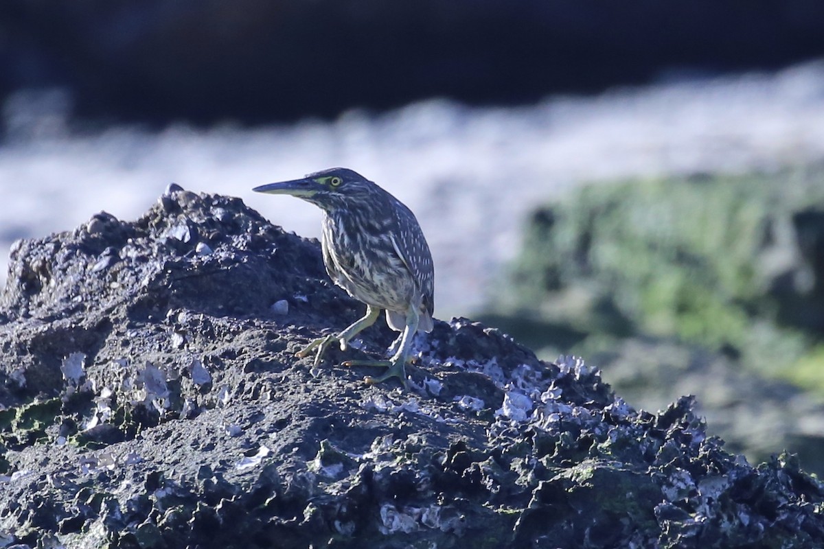Striated Heron (Old World) - ML633533098