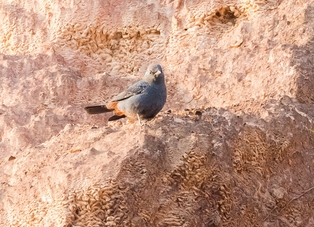 Blue Rock-Thrush - John le Rond