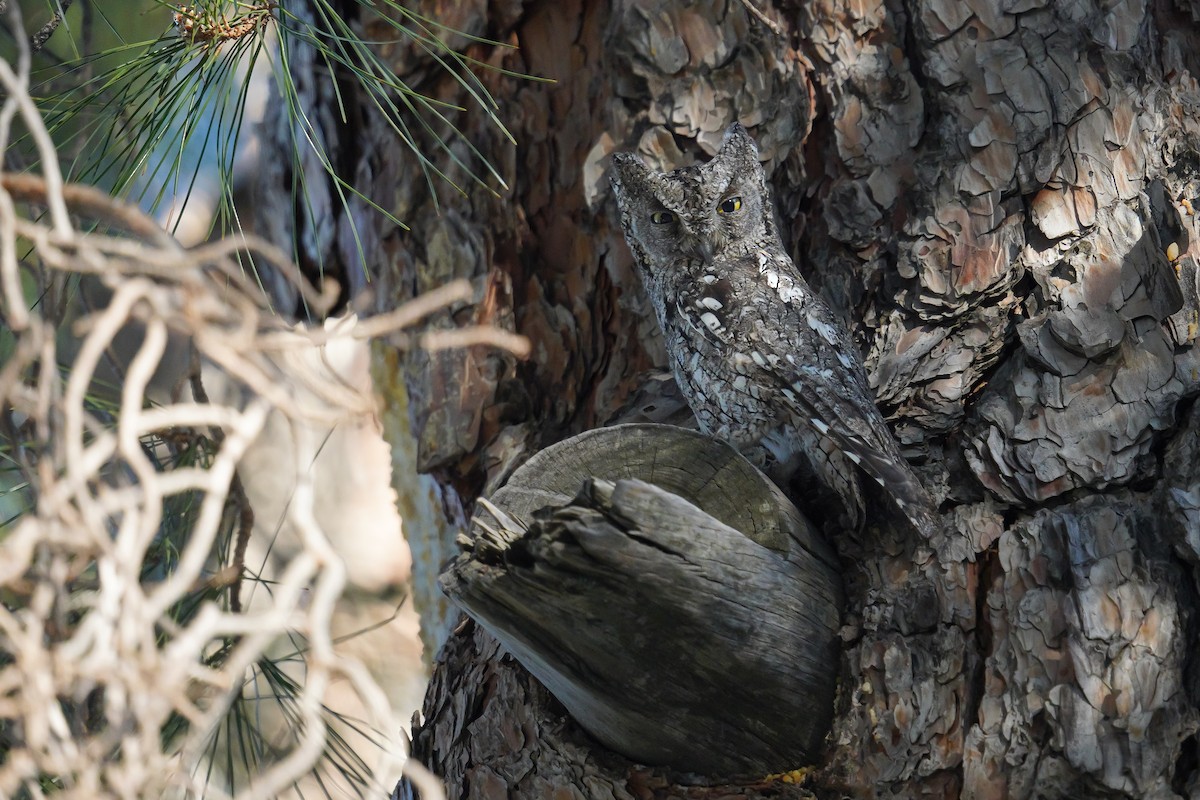 Cyprus Scops-Owl - ML633533209
