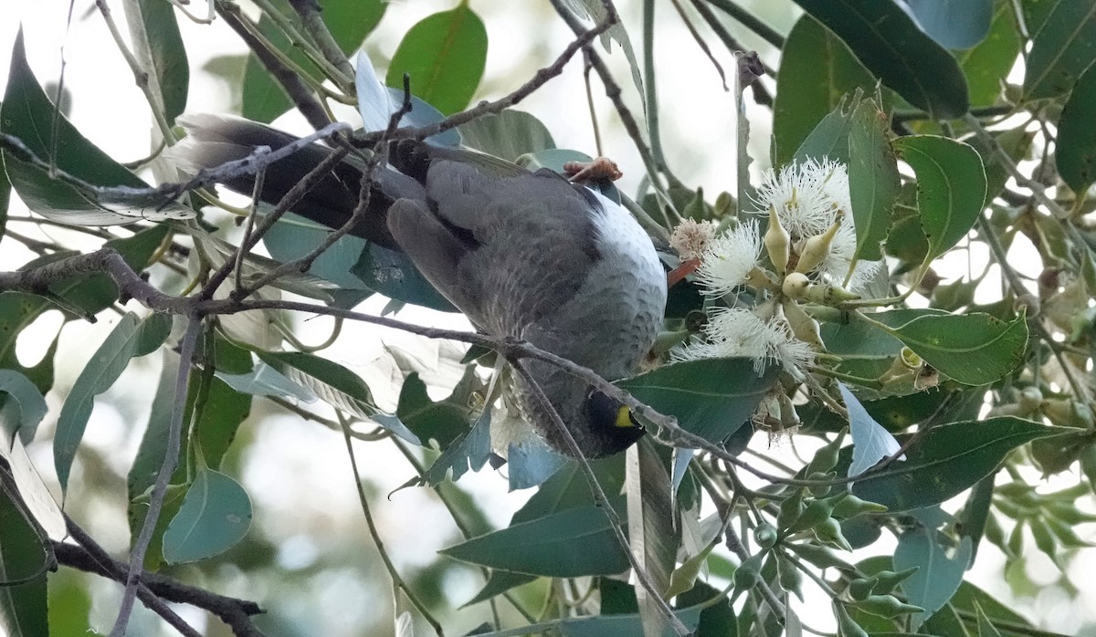 Noisy Miner - ML633533223