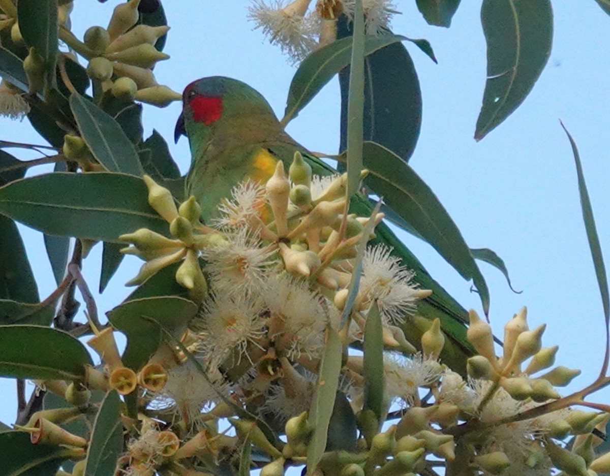Musk Lorikeet - ML633533227