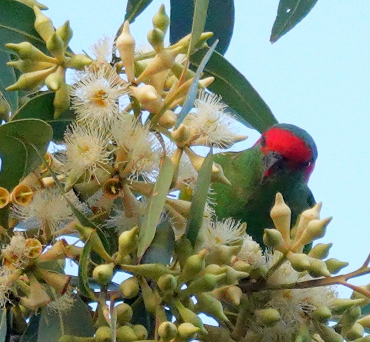 Musk Lorikeet - ML633533230