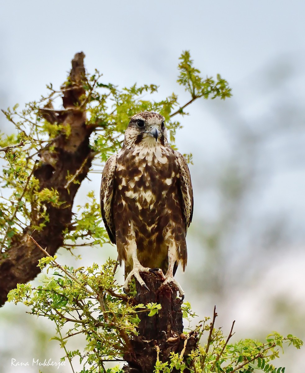 Laggar Falcon - ML633533239