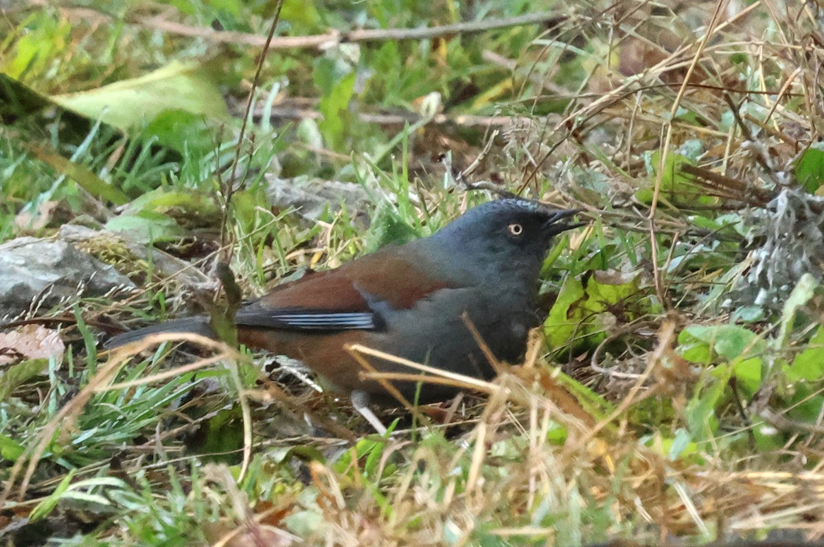 Maroon-backed Accentor - ML633533341