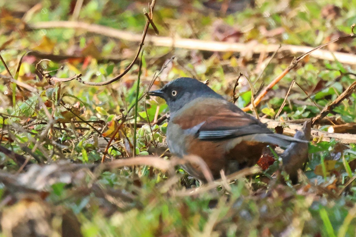 Maroon-backed Accentor - ML633533342