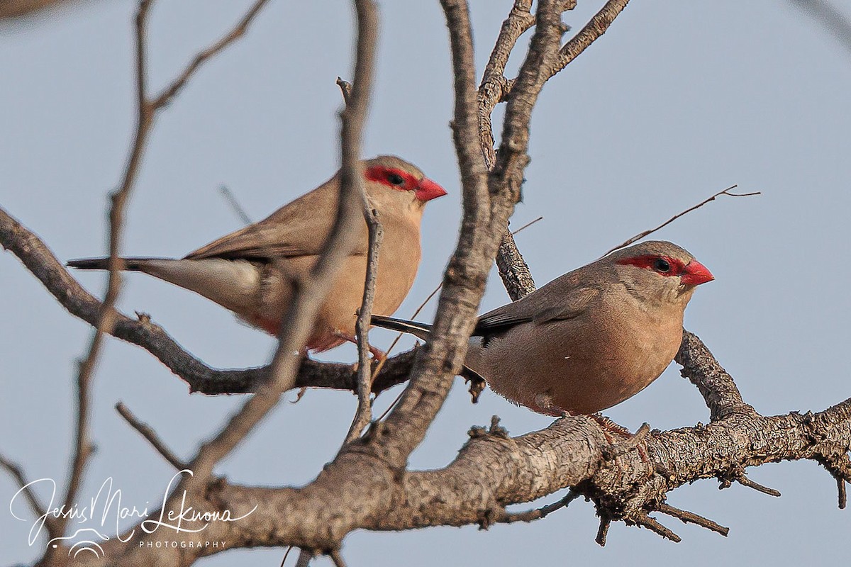 Black-rumped Waxbill - ML633533397