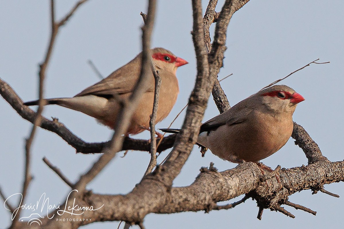 Black-rumped Waxbill - ML633533408