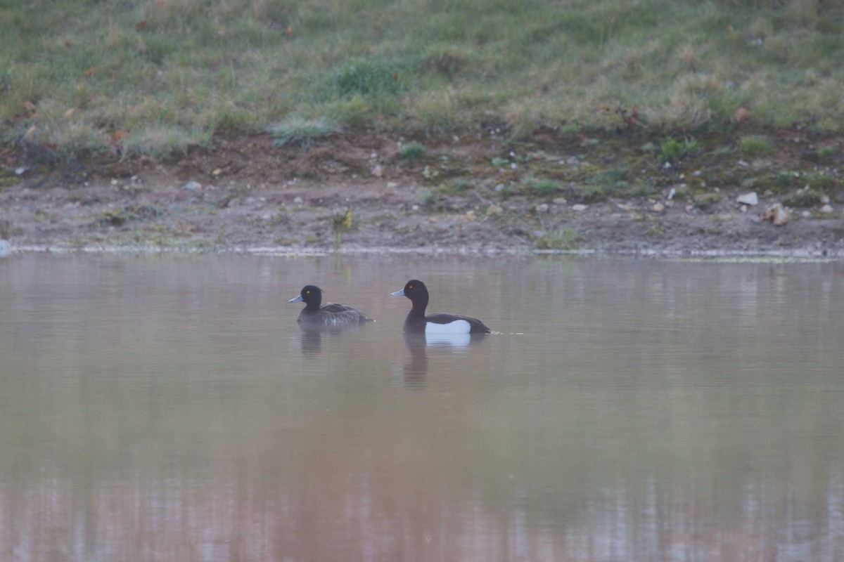 Чернь чубата - ML633533414