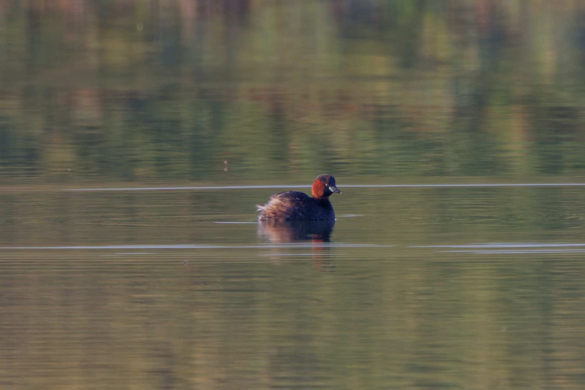 Пірникоза мала - ML633533419