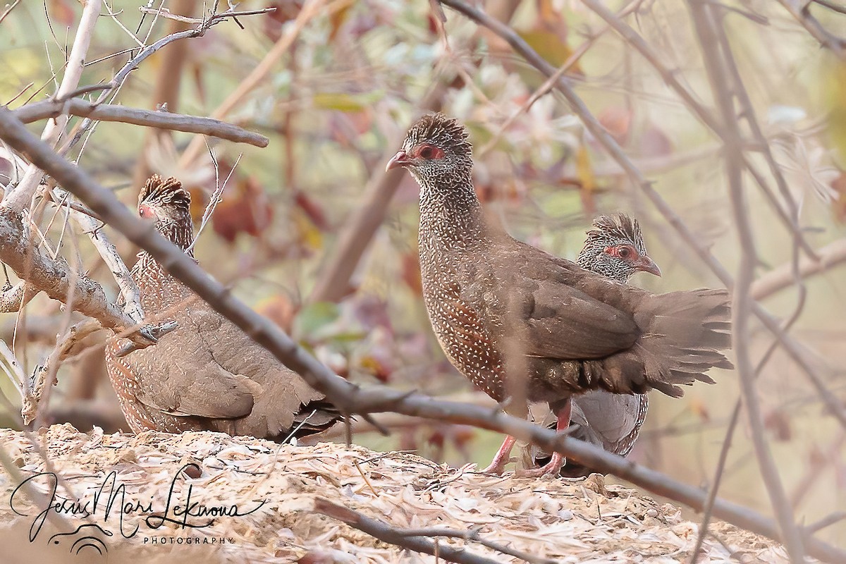 Stone Partridge - ML633533480