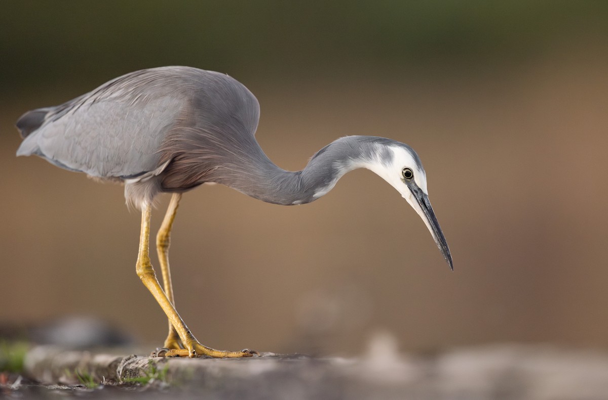 White-faced Heron - ML633533506
