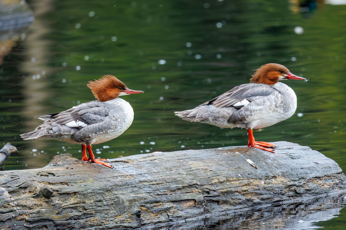 Common Merganser (North American) - ML633533509