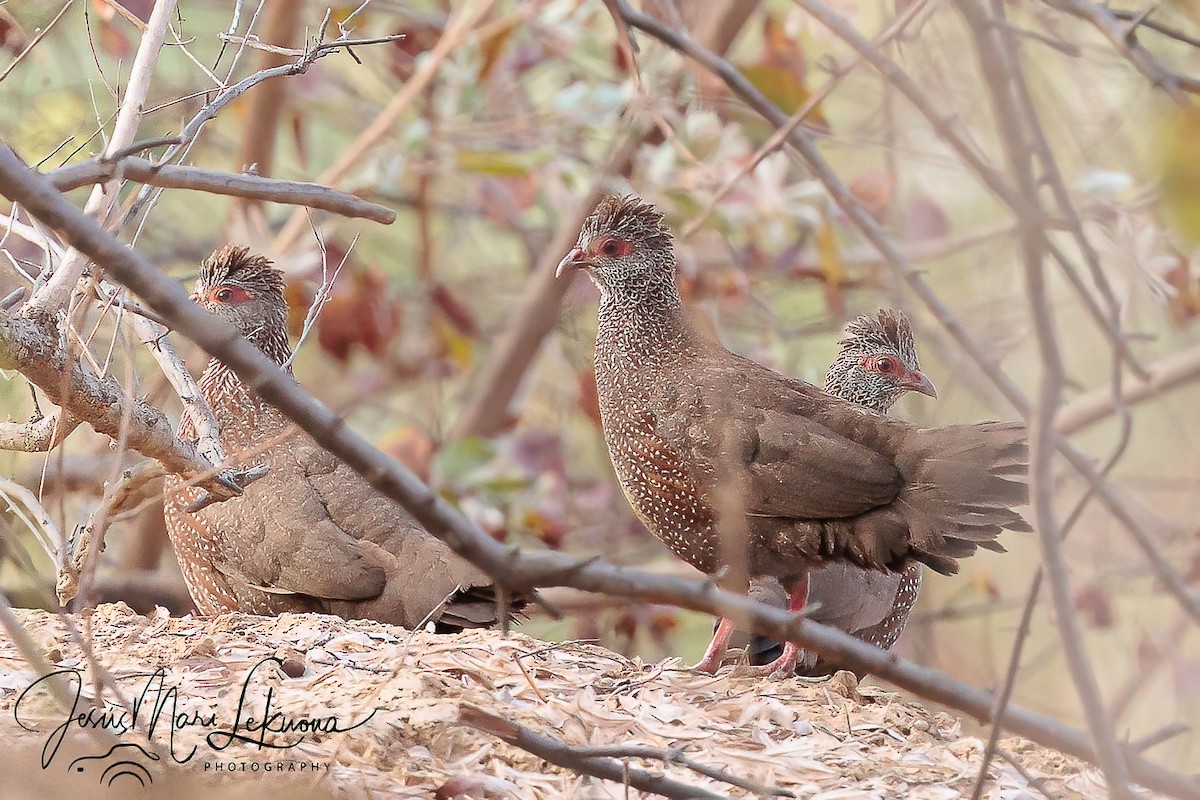 Stone Partridge - ML633533510