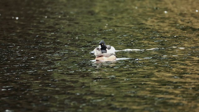 Ring-necked Duck - ML633533533
