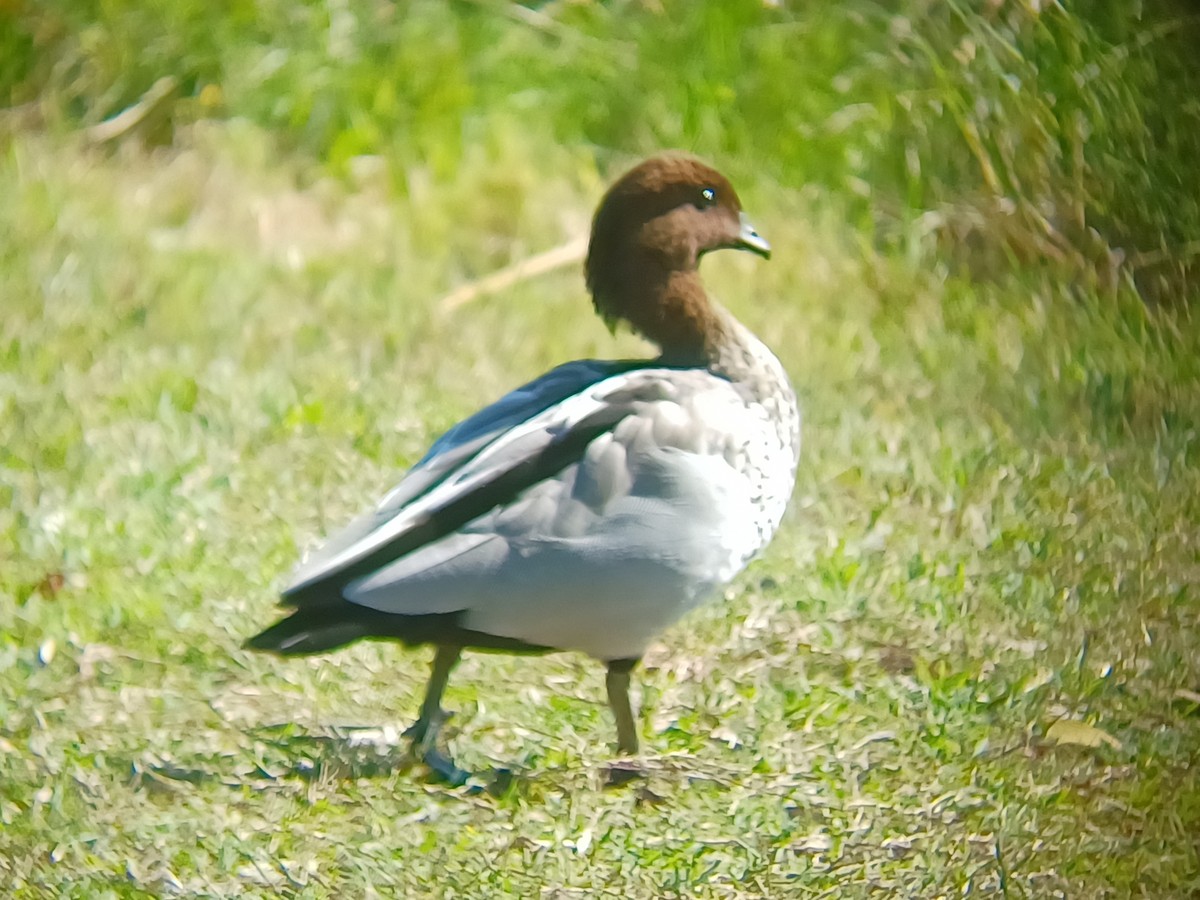 Maned Duck - ML633533535