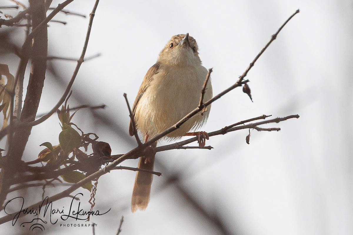Prinia modeste - ML633533544