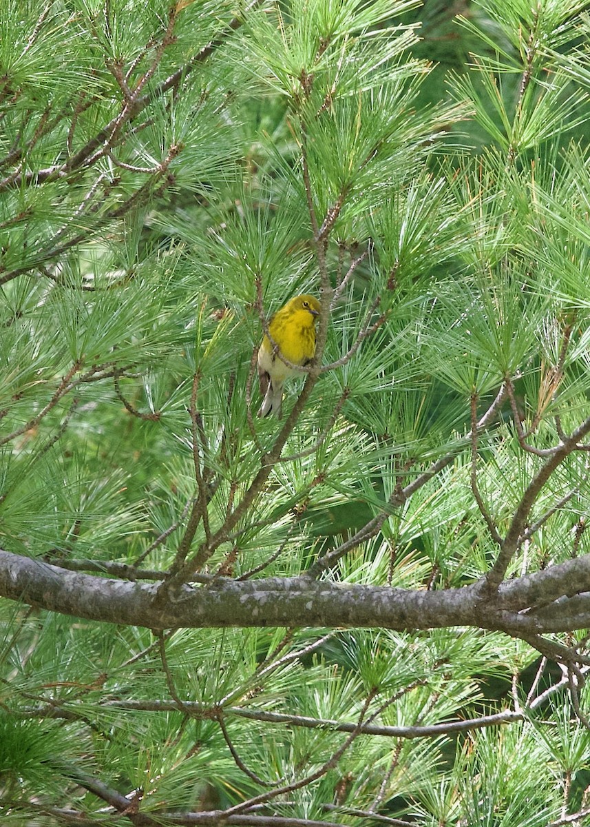 Pine Warbler - ML633533630