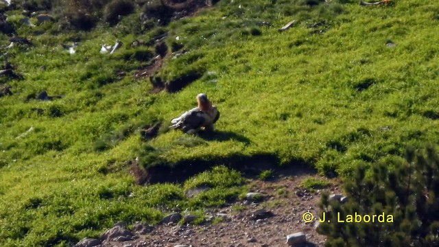 Ооч ёл - ML633533874