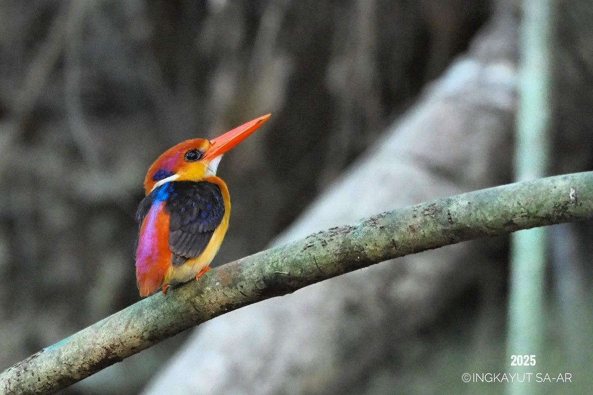Black-backed Dwarf-Kingfisher - ML633533934