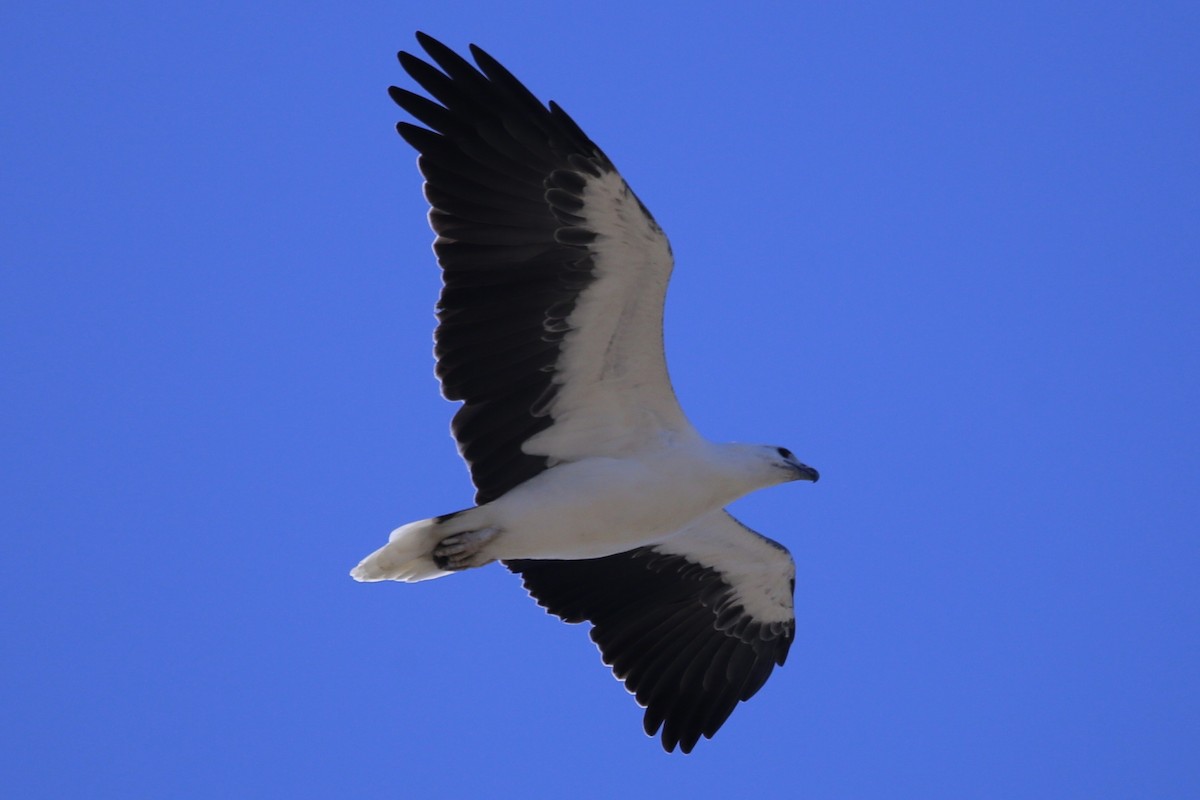 White-bellied Sea-Eagle - ML633533955