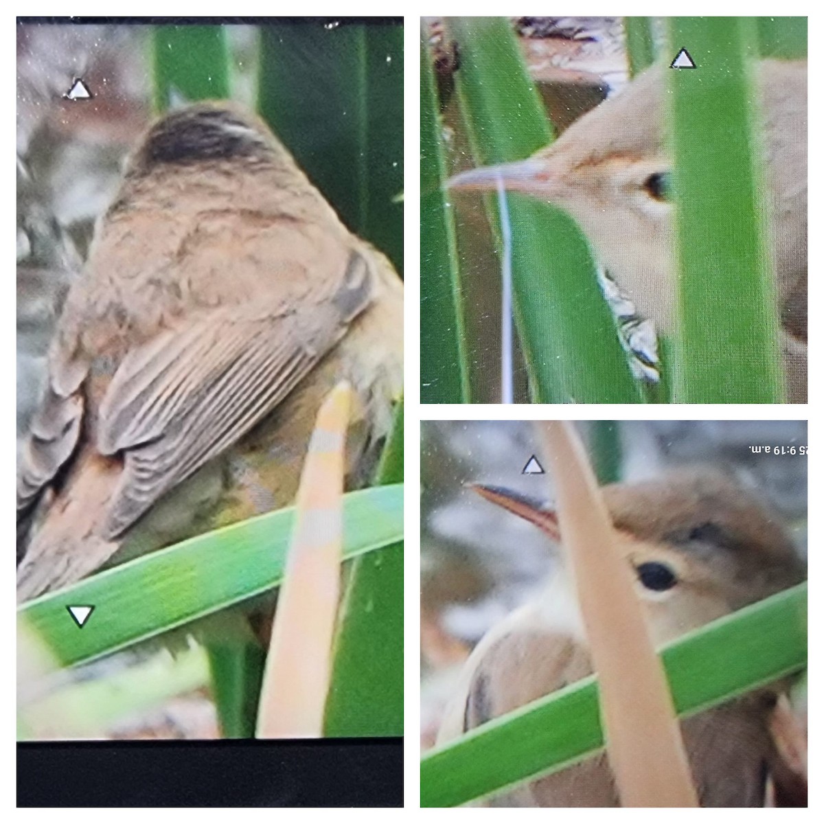 Очеретянка ставкова [група baeticatus] - ML633534001