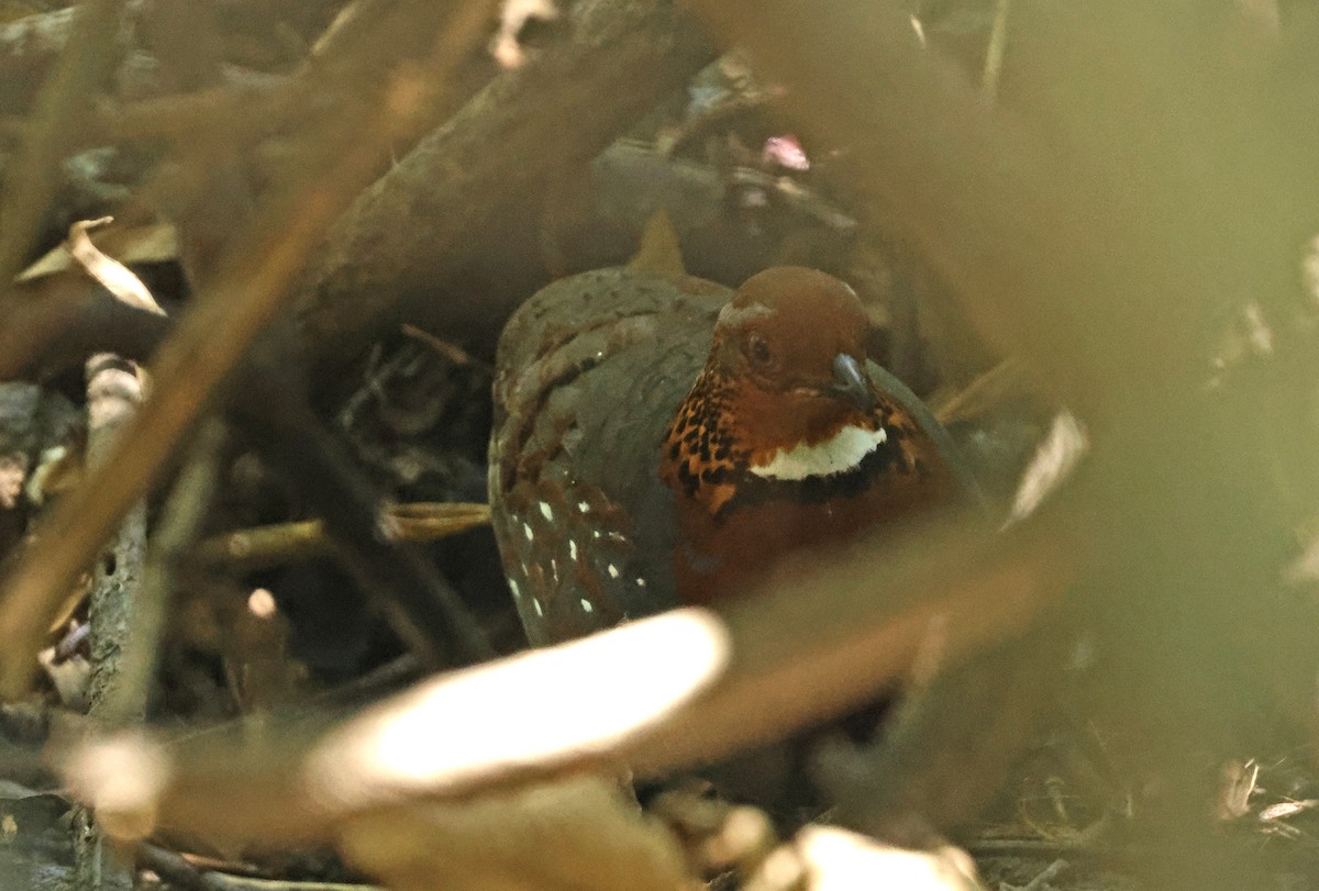 Chestnut-breasted Partridge - ML633534019