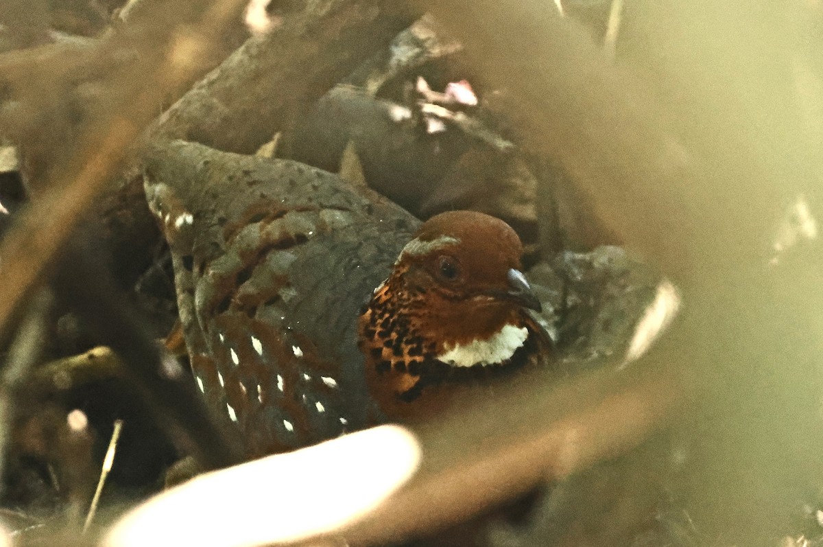 Chestnut-breasted Partridge - ML633534020
