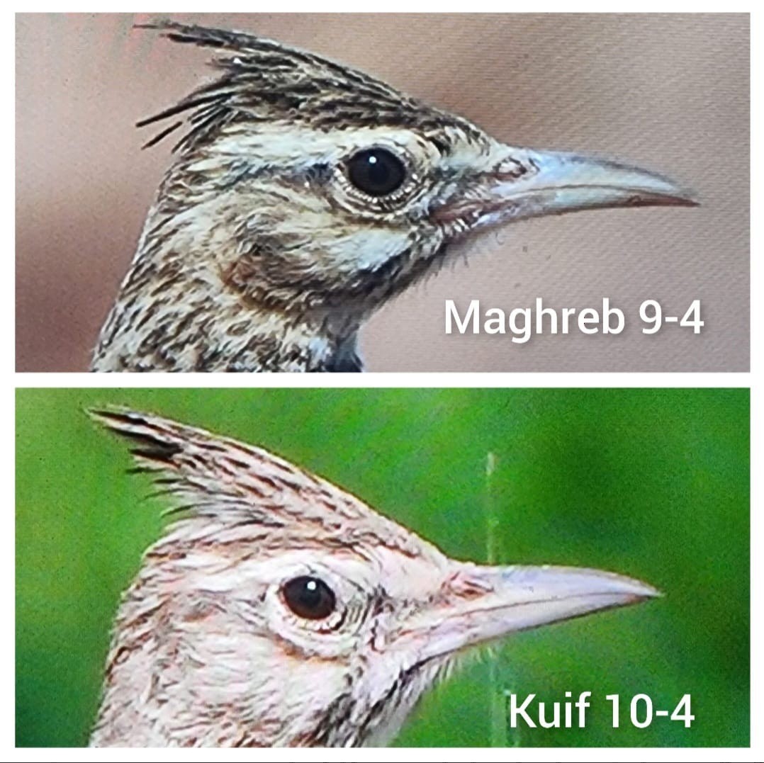 Crested Lark (Crested) - ML633534045