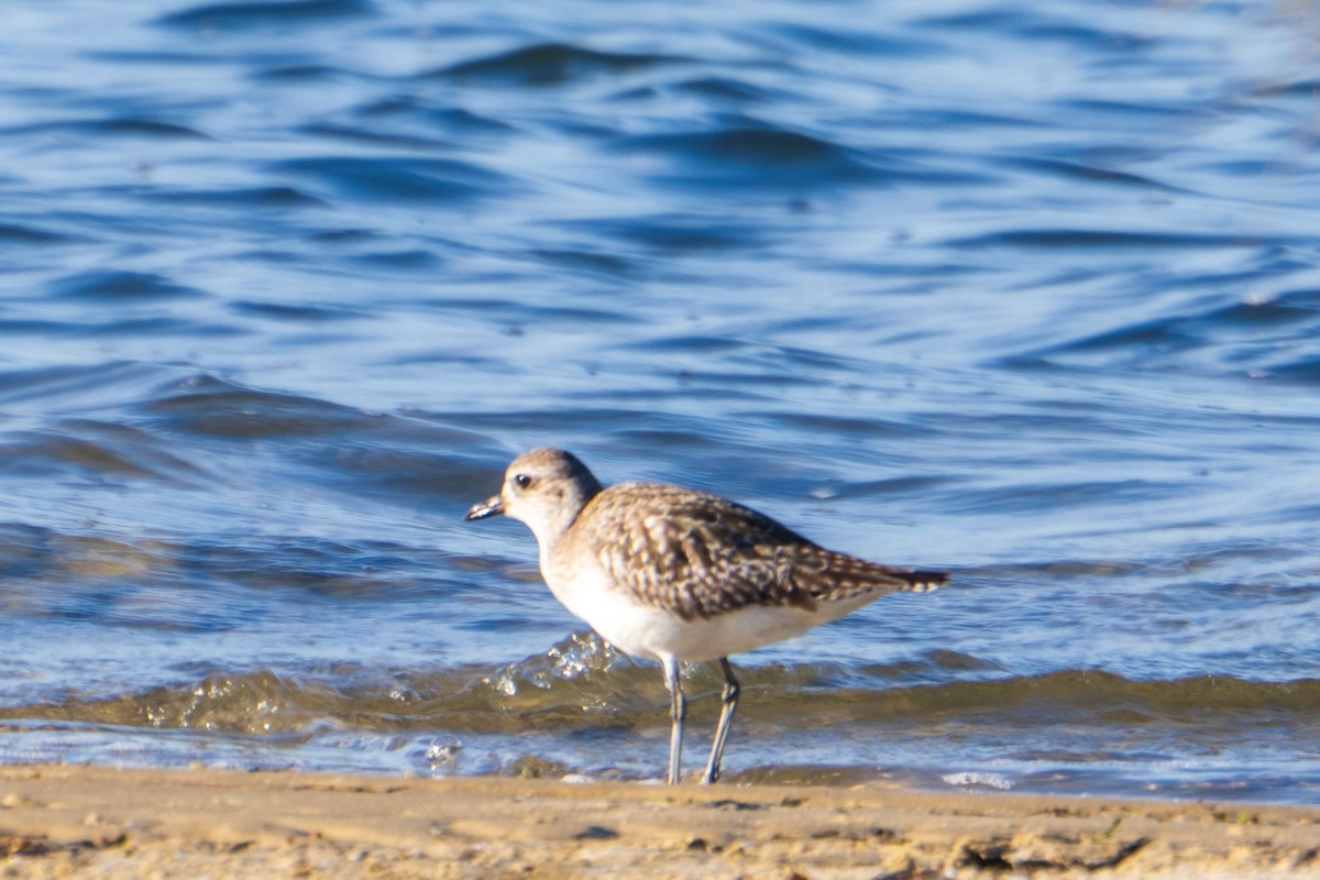 Black-bellied Plover - ML633534065