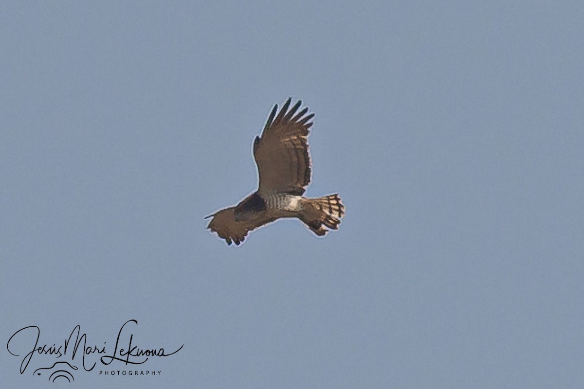 Beaudouin's Snake-Eagle - ML633534216