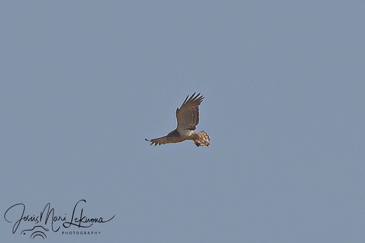Beaudouin's Snake-Eagle - ML633534251