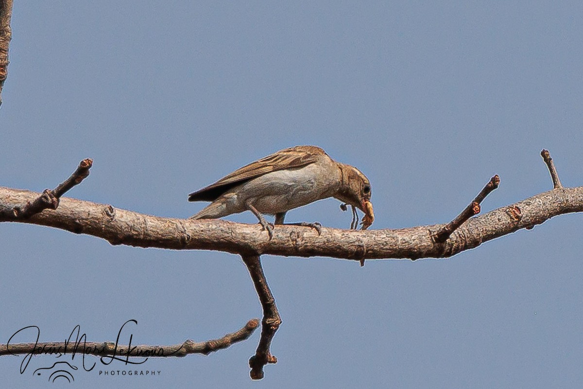 Sahel Bush Sparrow - ML633534278