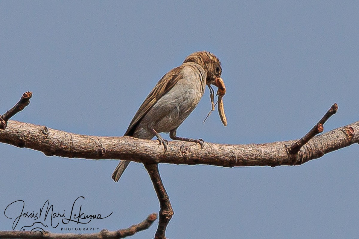 Sahel Bush Sparrow - ML633534303