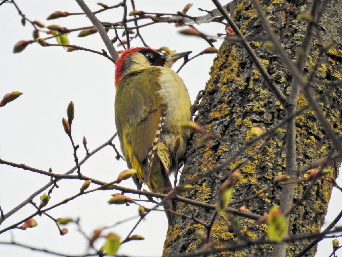 Eurasian Green Woodpecker - Enrique Chiurla