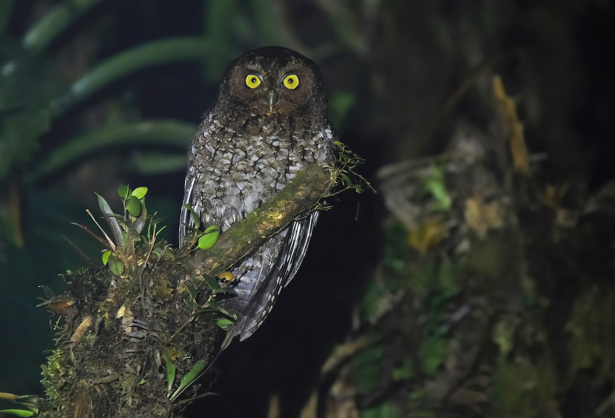 Bare-shanked Screech-Owl - ML633534350
